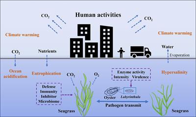 Review of the protist Labyrinhula spp. and its relationship to seagrass disease under the influence of anthropogenic activities
